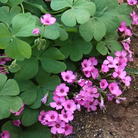 Apartman By The Sea Tisno, Murter - 6106