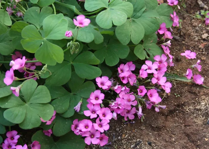 דירה By The Sea Tisno, Murter - 6106